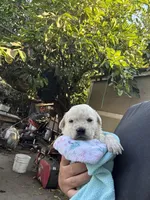 Chloe, a female Labrador Retriever for sale in Linden, CA – Photo 2 of 2