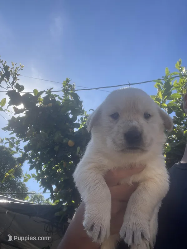Hilton – Labrador Retriever puppy for sale in Linden, CA