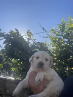 Hilton, a female Labrador Retriever for sale in Linden, CA – Photo 2 of 2