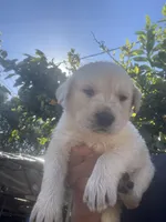 Winston, a male Labrador Retriever for sale in Linden, CA – Photo 1 of 2