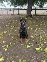 Rocky, a male Doberman Pinscher for sale in Linden, CA – Photo 2 of 2