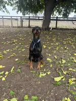 Rocky, a male Doberman Pinscher for sale in Linden, CA – Photo 1 of 2