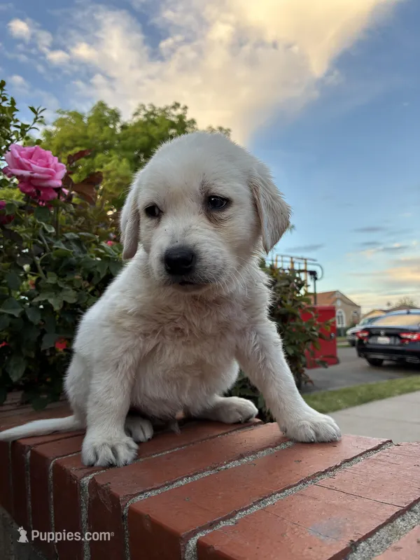 Winston, a male Labrador Retriever for sale in Linden, CA – Photo 1 of 2