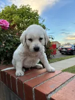 Winston, a male Labrador Retriever for sale in Linden, CA – Photo 2 of 2