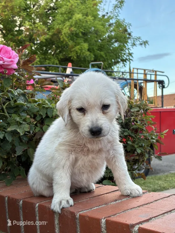Winston – Labrador Retriever puppy for sale in Linden, CA