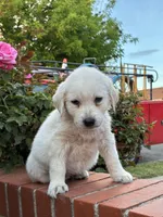 Winston, a male Labrador Retriever for sale in Linden, CA – Photo 1 of 2