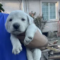 Bleu, a male Labrador Retriever for sale in Linden, CA – Photo 2 of 2