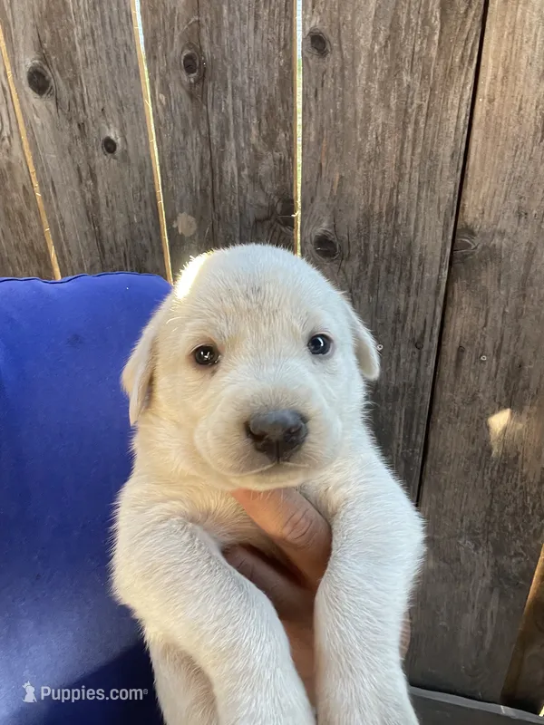 Bleu – Labrador Retriever puppy for sale in Linden, CA