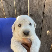 Bleu, a male Labrador Retriever for sale in Linden, CA – Photo 1 of 2