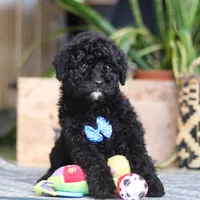 Copper, a male Poodle - Miniature  for sale in Fredericksburg, OH – Photo 7 of 7
