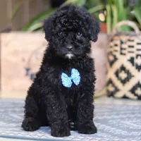 Copper, a male Poodle - Miniature  for sale in Fredericksburg, OH – Photo 4 of 7