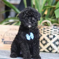 Copper, a male Poodle - Miniature  for sale in Fredericksburg, OH – Photo 3 of 7