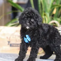 Copper, a male Poodle - Miniature  for sale in Fredericksburg, OH – Photo 6 of 7