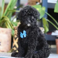 Copper, a male Poodle - Miniature  for sale in Fredericksburg, OH – Photo 2 of 7