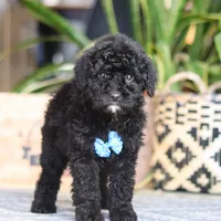 Copper, a male Poodle - Miniature  for sale in Fredericksburg, OH – Photo 5 of 7