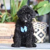 Copper, a male Poodle - Miniature  for sale in Fredericksburg, OH – Photo 1 of 7