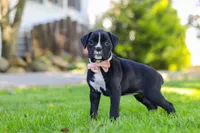 Bella, a female Boxer for sale in Fredericksburg, OH – 7 of 8