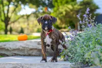 Theo, a male Boxer for sale in Fredericksburg, OH – 2 of 10