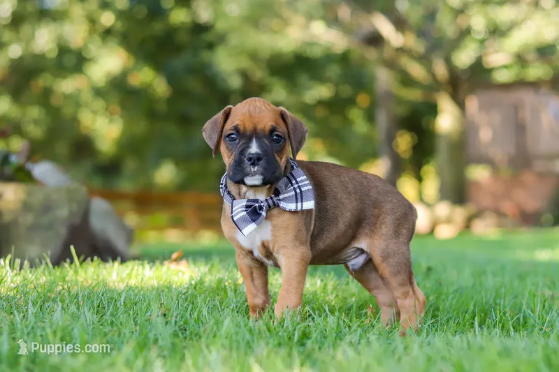 Rex – Boxer puppy for sale in Fredericksburg, OH