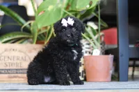 Coco, a female Poodle - Miniature  for sale in Fredericksburg, OH – Photo 3 of 6