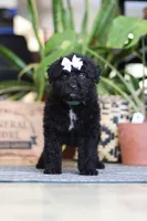 Coco, a female Poodle - Miniature  for sale in Fredericksburg, OH – Photo 6 of 6