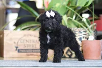 Coco, a female Poodle - Miniature  for sale in Fredericksburg, OH – Photo 5 of 6