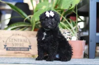 Coco, a female Poodle - Miniature  for sale in Fredericksburg, OH – Photo 2 of 6