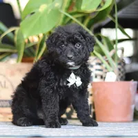 Finn, a male Poodle - Miniature  for sale in Fredericksburg, OH – Photo 4 of 8