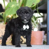 Finn, a male Poodle - Miniature  for sale in Fredericksburg, OH – Photo 6 of 8
