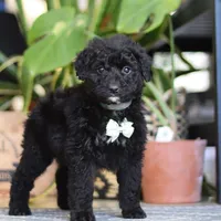 Finn, a male Poodle - Miniature  for sale in Fredericksburg, OH – Photo 7 of 8