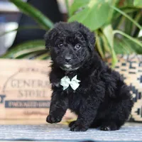 Finn, a male Poodle - Miniature  for sale in Fredericksburg, OH – Photo 2 of 8