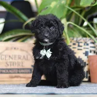 Finn, a male Poodle - Miniature  for sale in Fredericksburg, OH – Photo 3 of 8