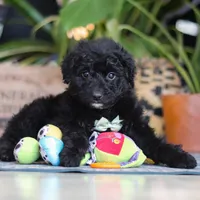Finn, a male Poodle - Miniature  for sale in Fredericksburg, OH – Photo 8 of 8