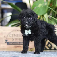 Finn, a male Poodle - Miniature  for sale in Fredericksburg, OH – Photo 5 of 8