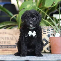 Finn, a male Poodle - Miniature  for sale in Fredericksburg, OH – Photo 1 of 8