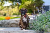 Theo, a male Boxer for sale in Fredericksburg, OH – 9 of 10
