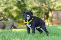 Diesel, a male Boxer for sale in Fredericksburg, OH – 2 of 7