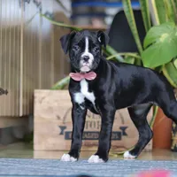 Sammy, a female Boxer for sale in Fredericksburg, OH – Photo 6 of 6