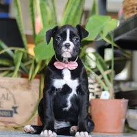 Sammy, a female Boxer for sale in Fredericksburg, OH – Photo 4 of 6