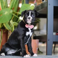 Sammy, a female Boxer for sale in Fredericksburg, OH – Photo 3 of 6