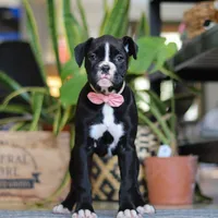 Sammy, a female Boxer for sale in Fredericksburg, OH – Photo 2 of 6