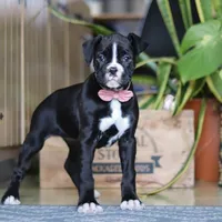 Sammy, a female Boxer for sale in Fredericksburg, OH – Photo 5 of 6