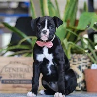 Sammy, a female Boxer for sale in Fredericksburg, OH – Photo 1 of 6