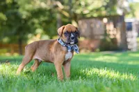 Rex, a male Boxer for sale in Fredericksburg, OH – 5 of 7