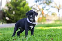 Sadie, a female Boxer for sale in Fredericksburg, OH – 4 of 7