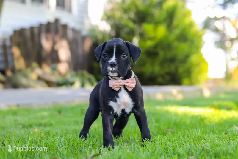 Bella – Boxer puppy for sale in Fredericksburg, OH