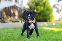 Bella, a female Boxer for sale in Fredericksburg, OH – 1 of 8