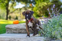 Theo, a male Boxer for sale in Fredericksburg, OH – 3 of 10