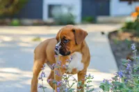 Max, a male Boxer for sale in Fredericksburg, OH – 2 of 10