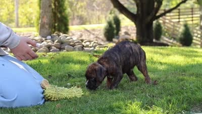 Theo, a male Boxer for sale in Fredericksburg, OH – 10 of 10